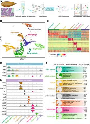 Single-Cell Atlas of the Chinese Tongue Sole (Cynoglossus semilaevis) Ovary Reveals Transcriptional Programs of Oogenesis in Fish